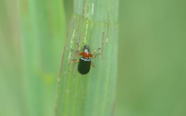 Oulema melanopus/duftschmidi