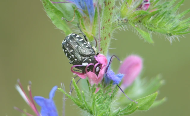 Oxythyrea funesta - sokpettyes virágbogár