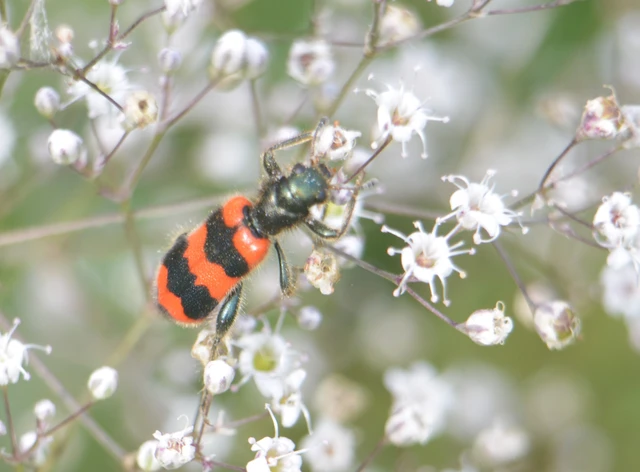 Trichodes apiarius - szalagos méhészbogár