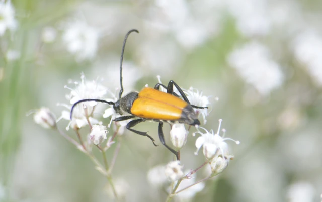 Stictoleptura fulva - vörhenyes virágcincér