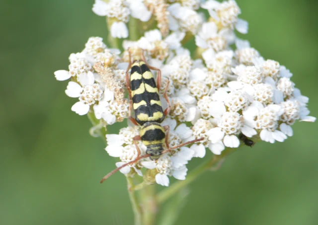 Echinocerus floralis - lucerna-darázscincér