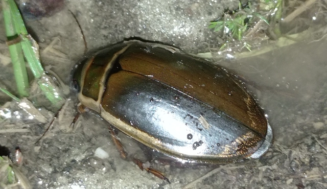 Dytiscus