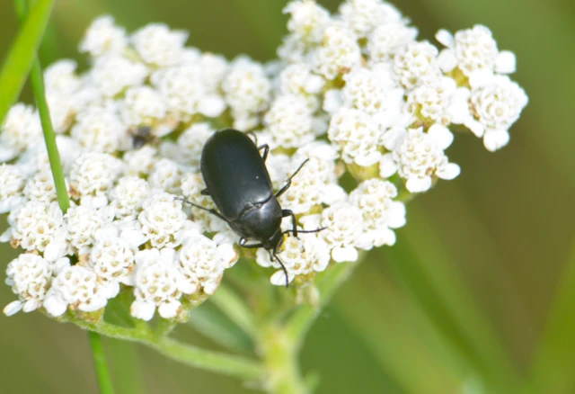 Podonta nigrita - szerecsenbogár