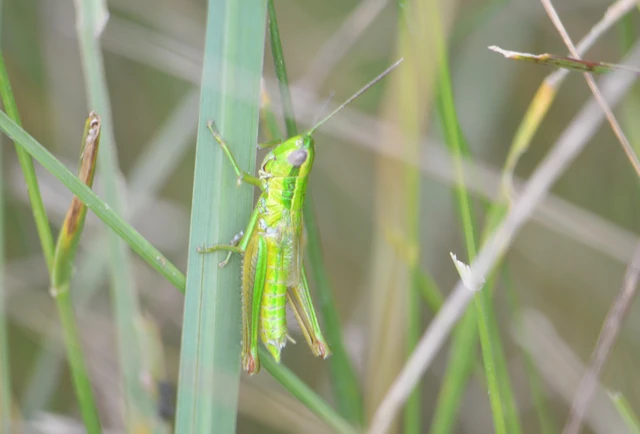 Euthystira brachyptera - smaragdzöld sáska