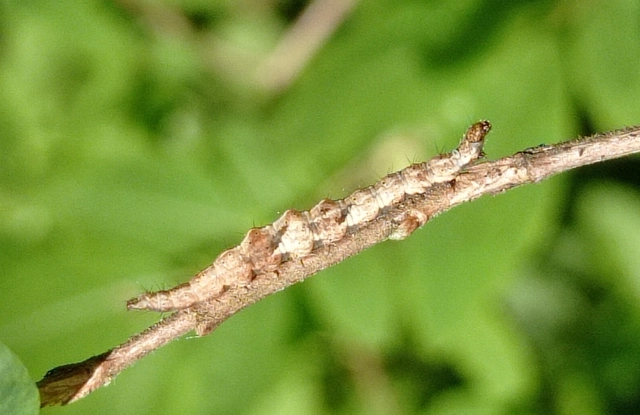 Ypsolopha nemorella - csíkos loncmoly