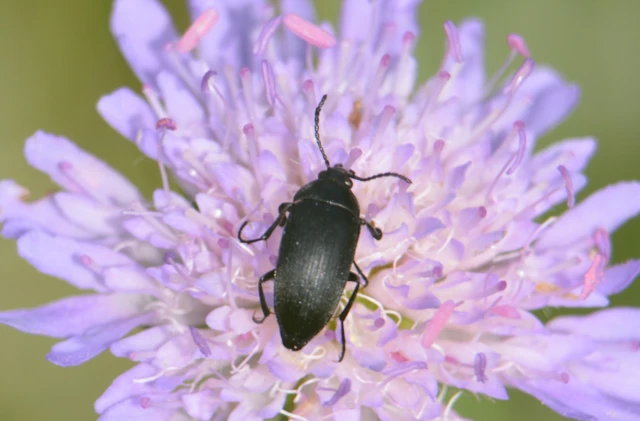 Podonta nigrita - szerecsenbogár