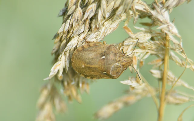 Eurygaster Eurygaster