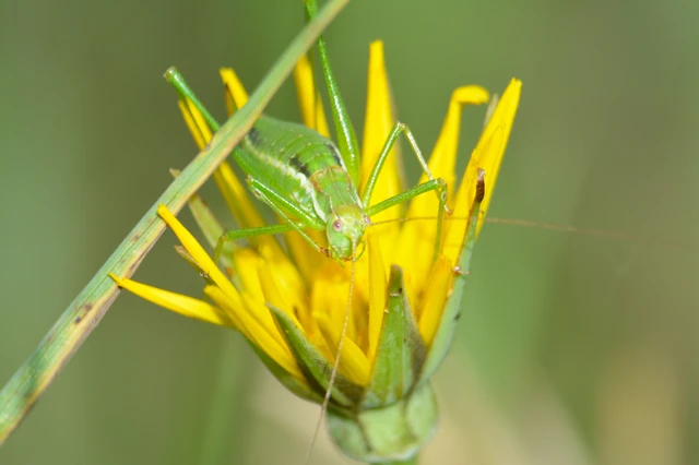Leptophyes albovittata - közönséges virágszöcske