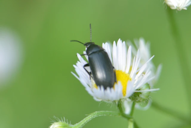 Podonta nigrita - szerecsenbogár