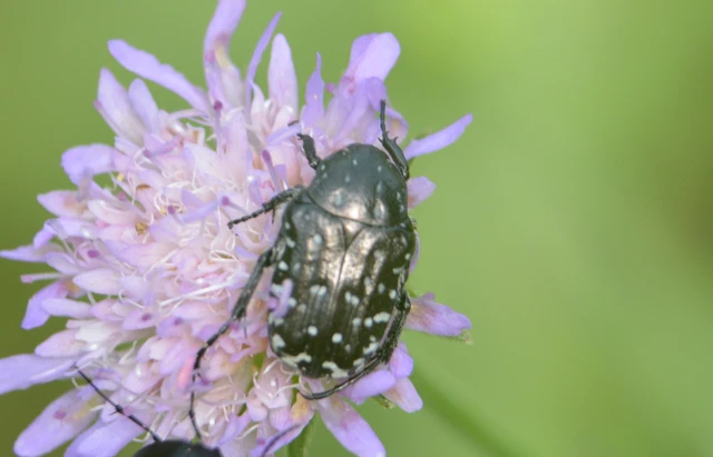 Oxythyrea funesta - sokpettyes virágbogár