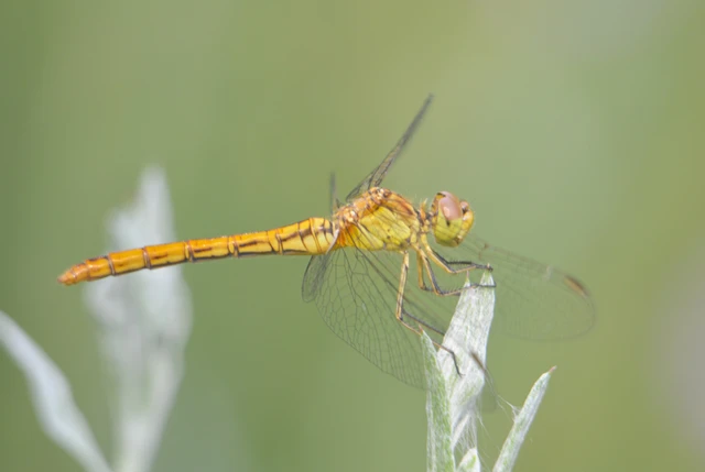 Sympetrum meridionale - fakó katona-szitakötő