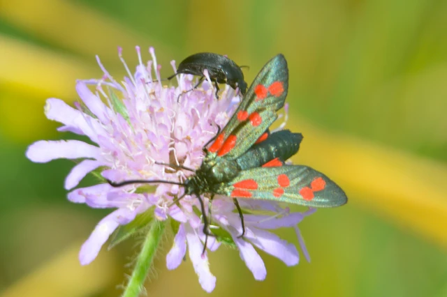 Zygaena filipendulae - acélszínű csüngőlepke