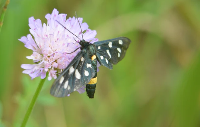 Amata phegea - fehérpettyes álcsüngőlepke