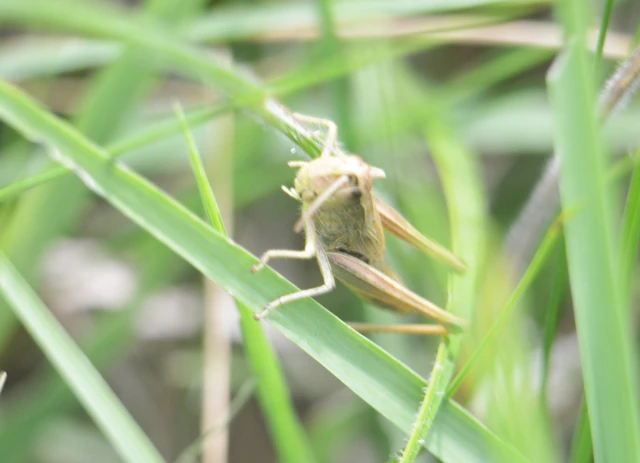 Pseudochorthippus parallelus - közönséges rétisáska