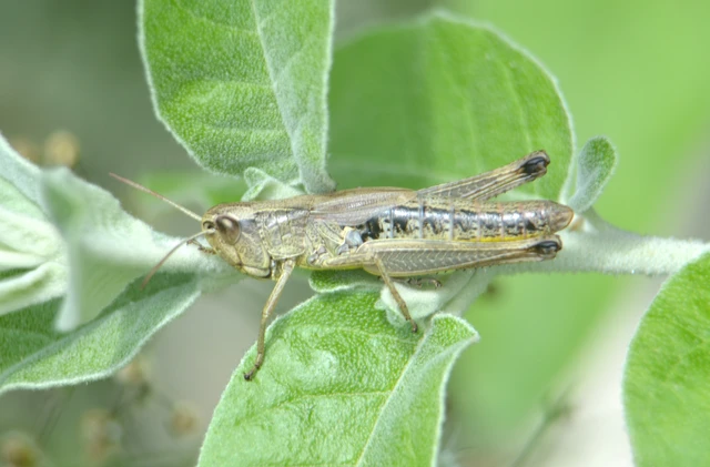 Pseudochorthippus parallelus - közönséges rétisáska