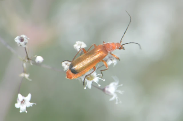 Rhagonycha fulva - feketevégű lágybogár