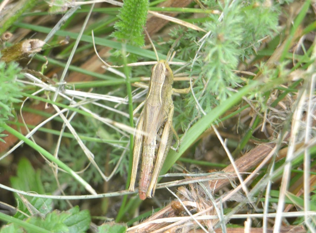 Pseudochorthippus parallelus - közönséges rétisáska