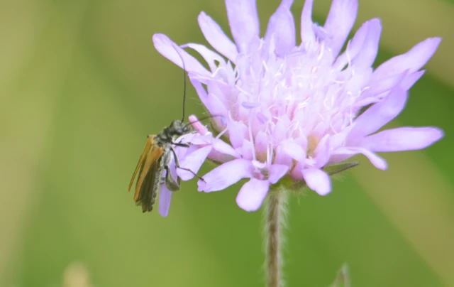 Oedemera femorata - sárgahátú álcincér