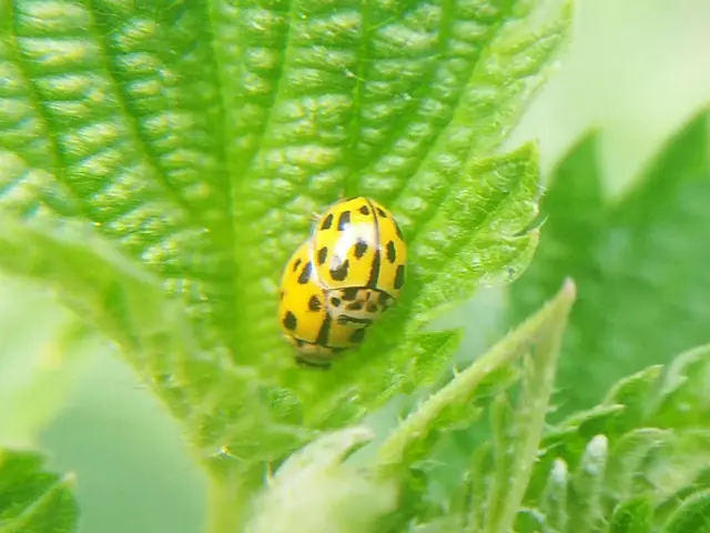 Propylea quatuordecimpunctata - tizennégypettyes füsskata