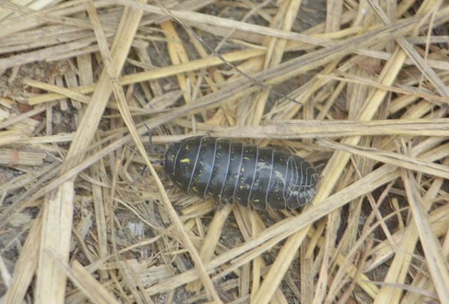 Diplopoda - Ikerszelvényesek