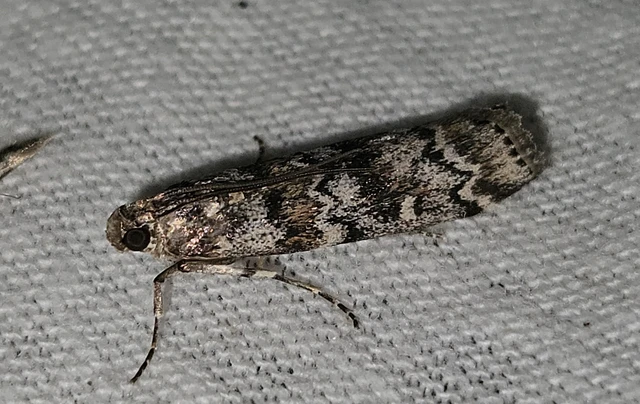 Dioryctria
