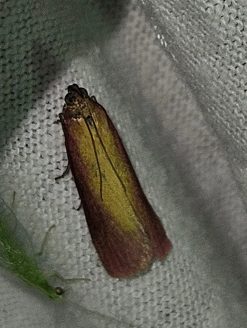 Oncocera semirubella - lucernamoly