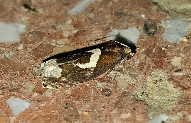 Epiblema foenella - kampósfoltú tükrösmoly