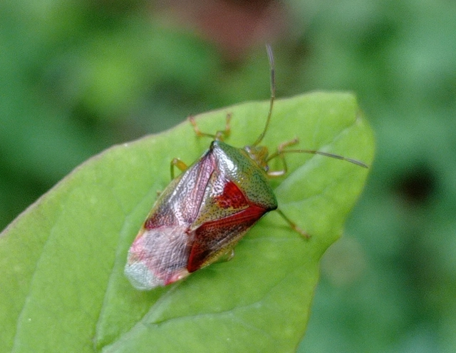 Elasmostethus Elasmostethus