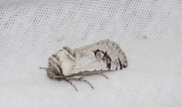 Parahypopta caestrum - spárgalepke