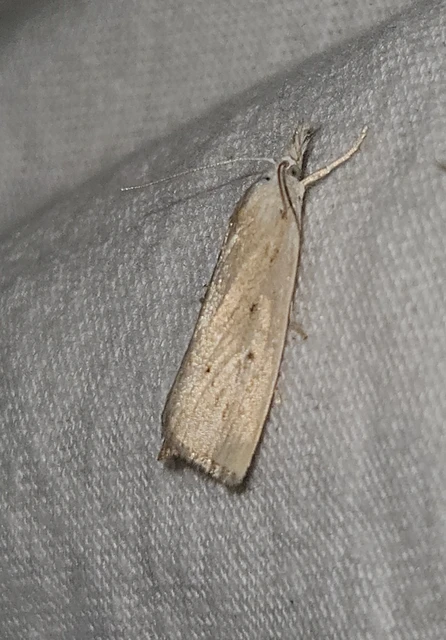 Calamotropha paludella - barna nádlevélmoly