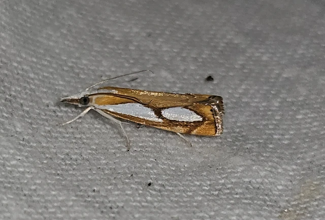 Catoptria