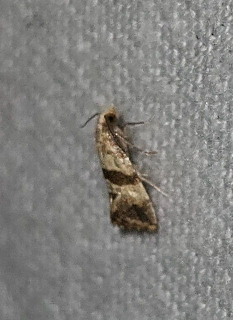 Phalonidia contractana - pipitér-fúrómoly