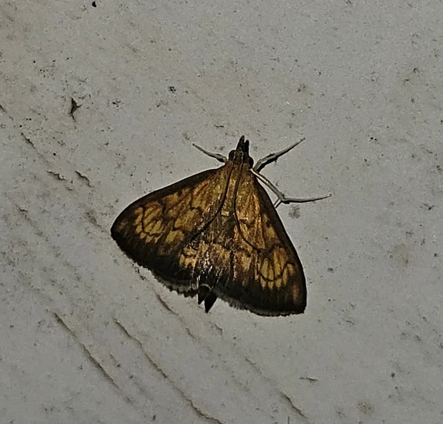 Ecpyrrhorrhoe rubiginalis - rozsdavörös tűzmoly