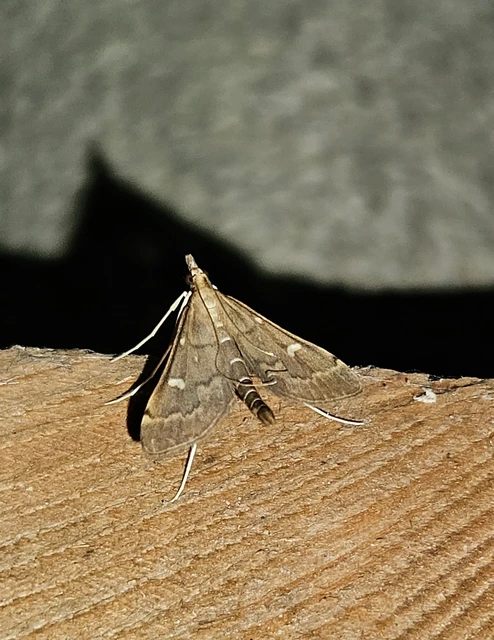 Dolicharthria punctalis - hosszúlábú tűzmoly