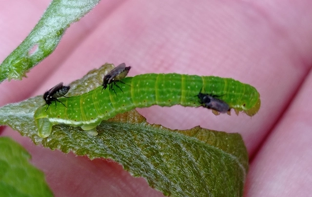 Epirrita