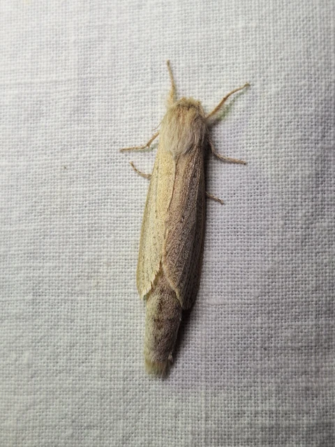 Phragmataecia castaneae - nádfúrólepke