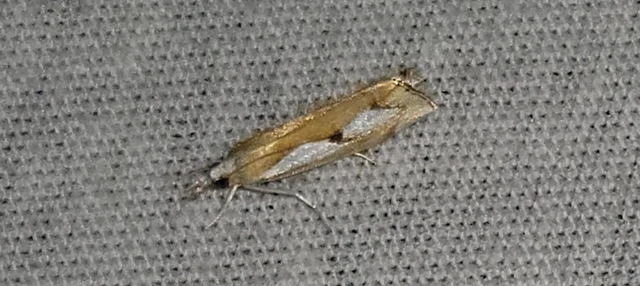 Catoptria