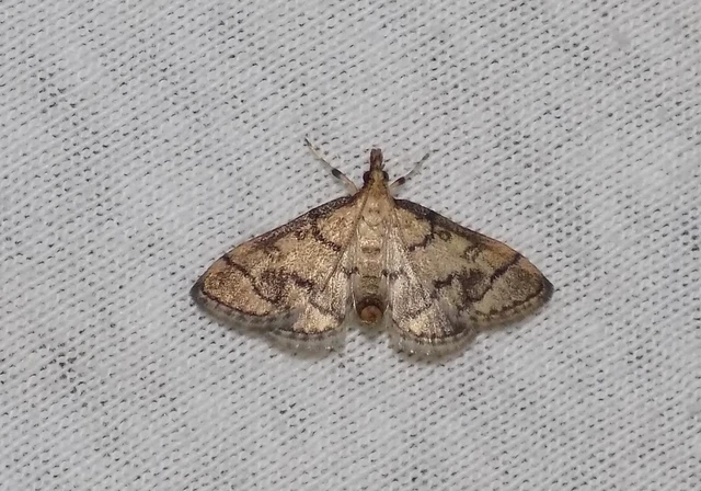 Metasia ophialis - kígyósávos tűzmoly