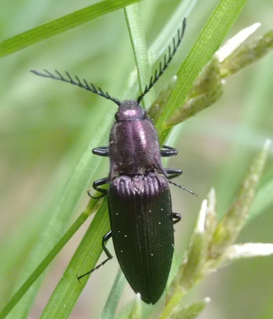 Ctenicera cuprea - rezes legyezőspattanó Ctenicera cuprea - rezes legyezőspattanó