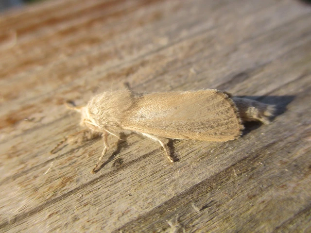 Phragmataecia castaneae - nádfúrólepke