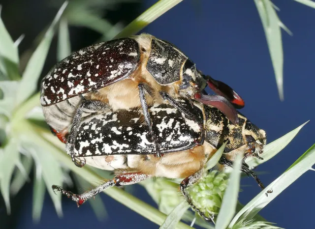 Polyphylla fullo - csapó cserebogár