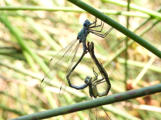 Lestes dryas - réti rablószitakötő