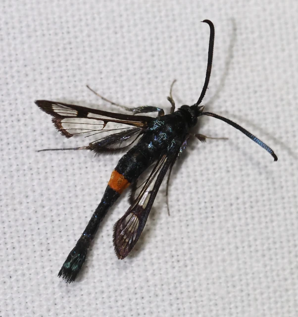 Sesiidae - szitkárfélék