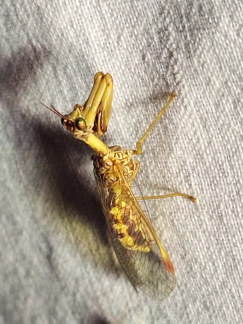Mantispa styriaca - kétszínű fogólábú-fátyolka