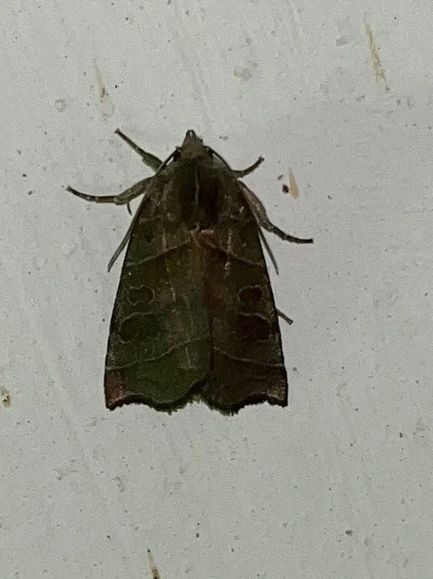 Ipimorpha retusa - sarlós fűzbagoly
