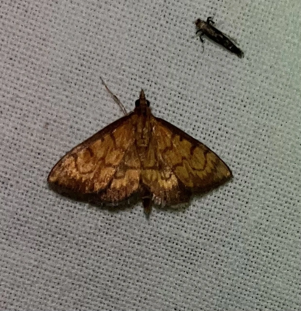 Ecpyrrhorrhoe rubiginalis - rozsdavörös tűzmoly