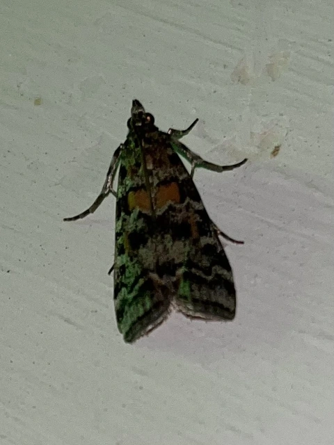 Dioryctria