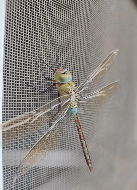 Anax parthenope - barna óriásacsa