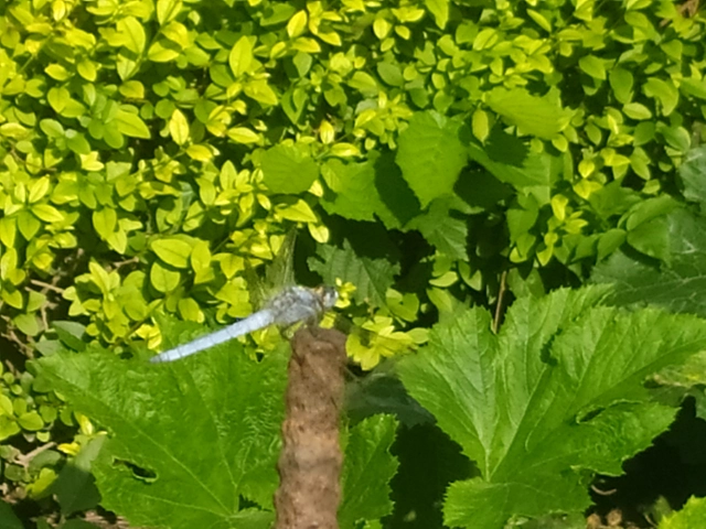 Orthetrum brunneum - pataki pásztorszitakötő