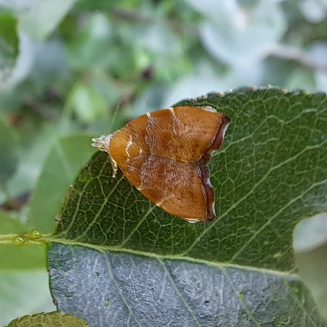 Choreutis nemorana - füge-levélmoly